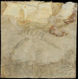 c1845 - Scott # 15L5 D.O. Blood & Co. - Probable Old Counterfeit