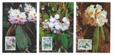 8 1991 PR China First Day Postcards Sc #2330-7 - Rhododendrons Set (R94)