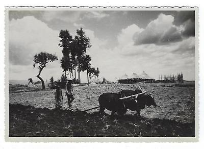 Estimated WW2 Era Real Photo Postcard - Possibly North East Africa - (OO92)